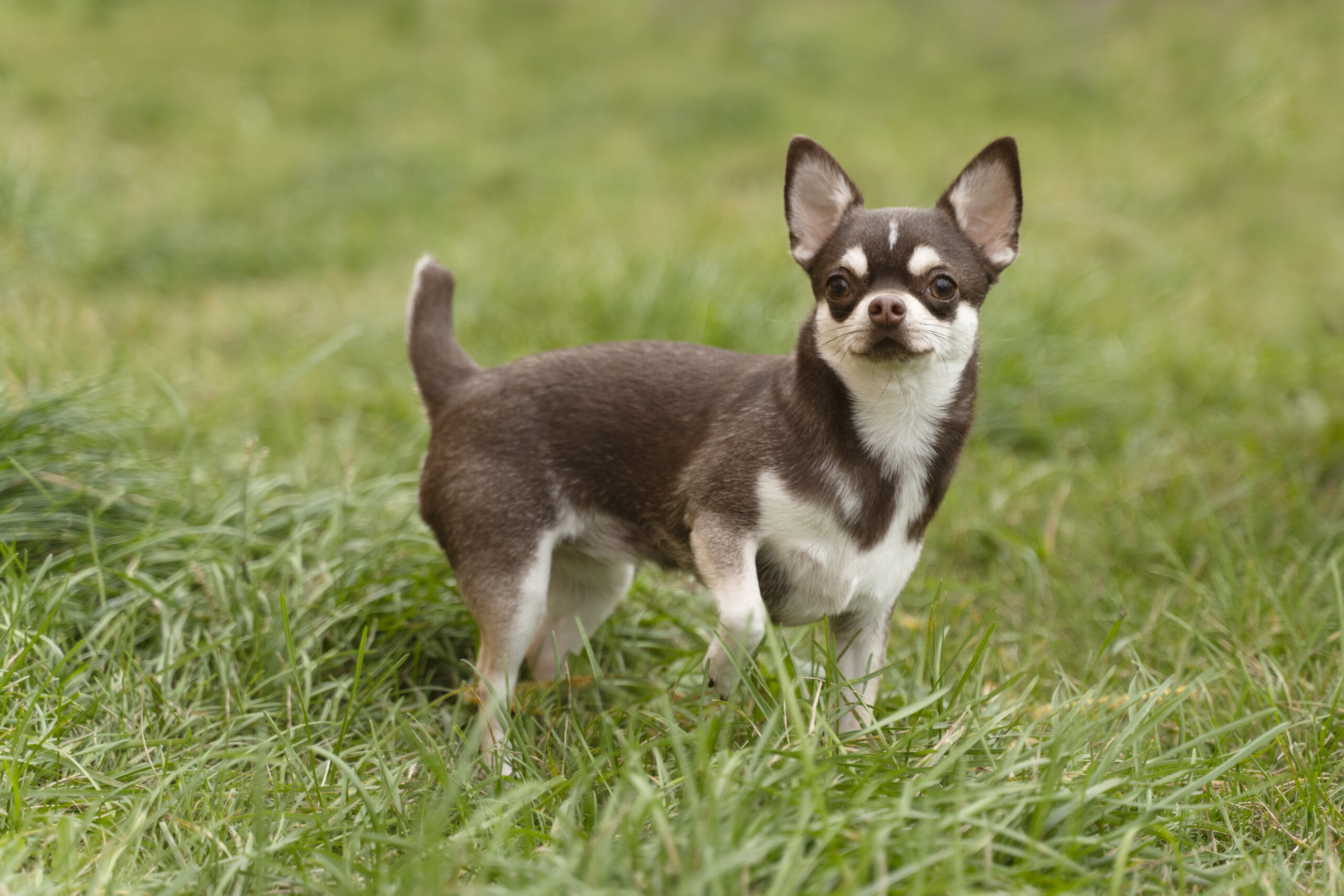 Chihuahua un perro de personalidad única