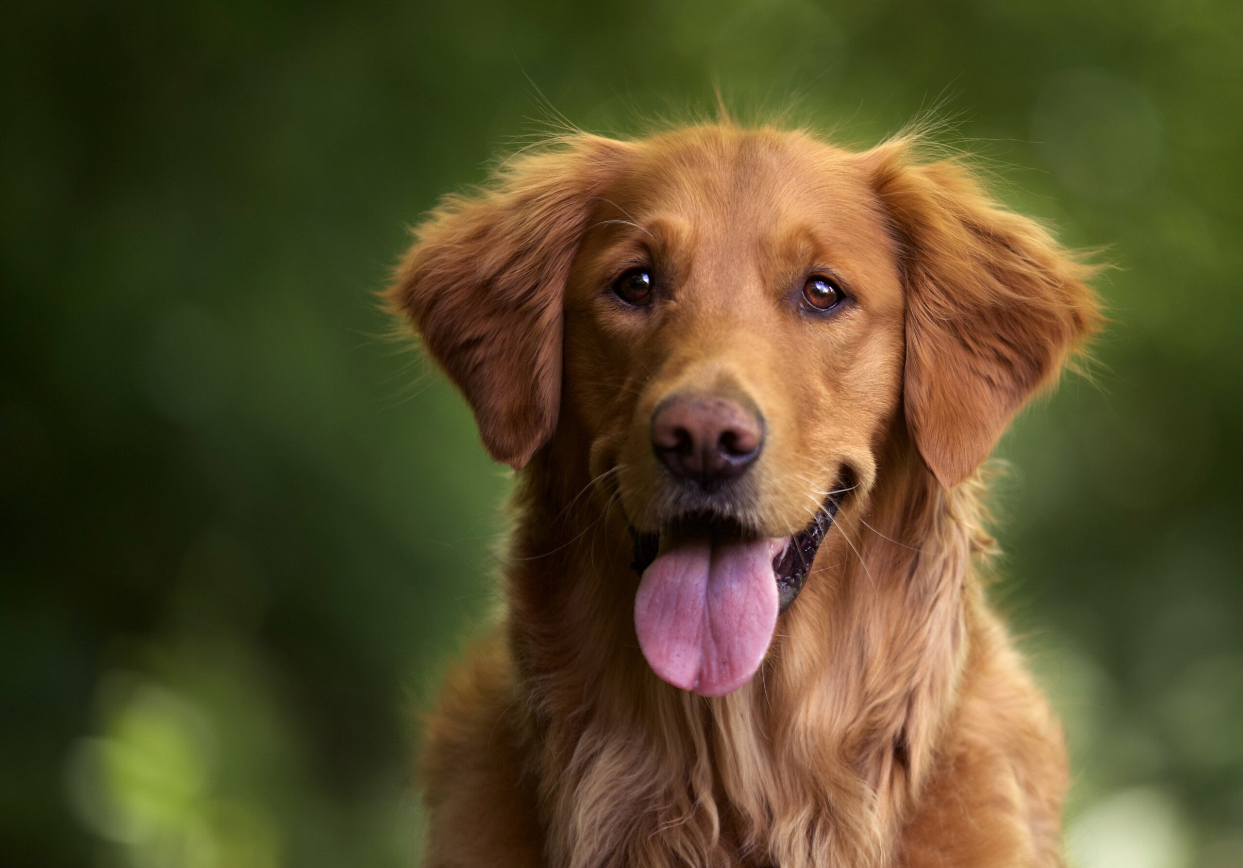 Golden  retriever un perro amigable