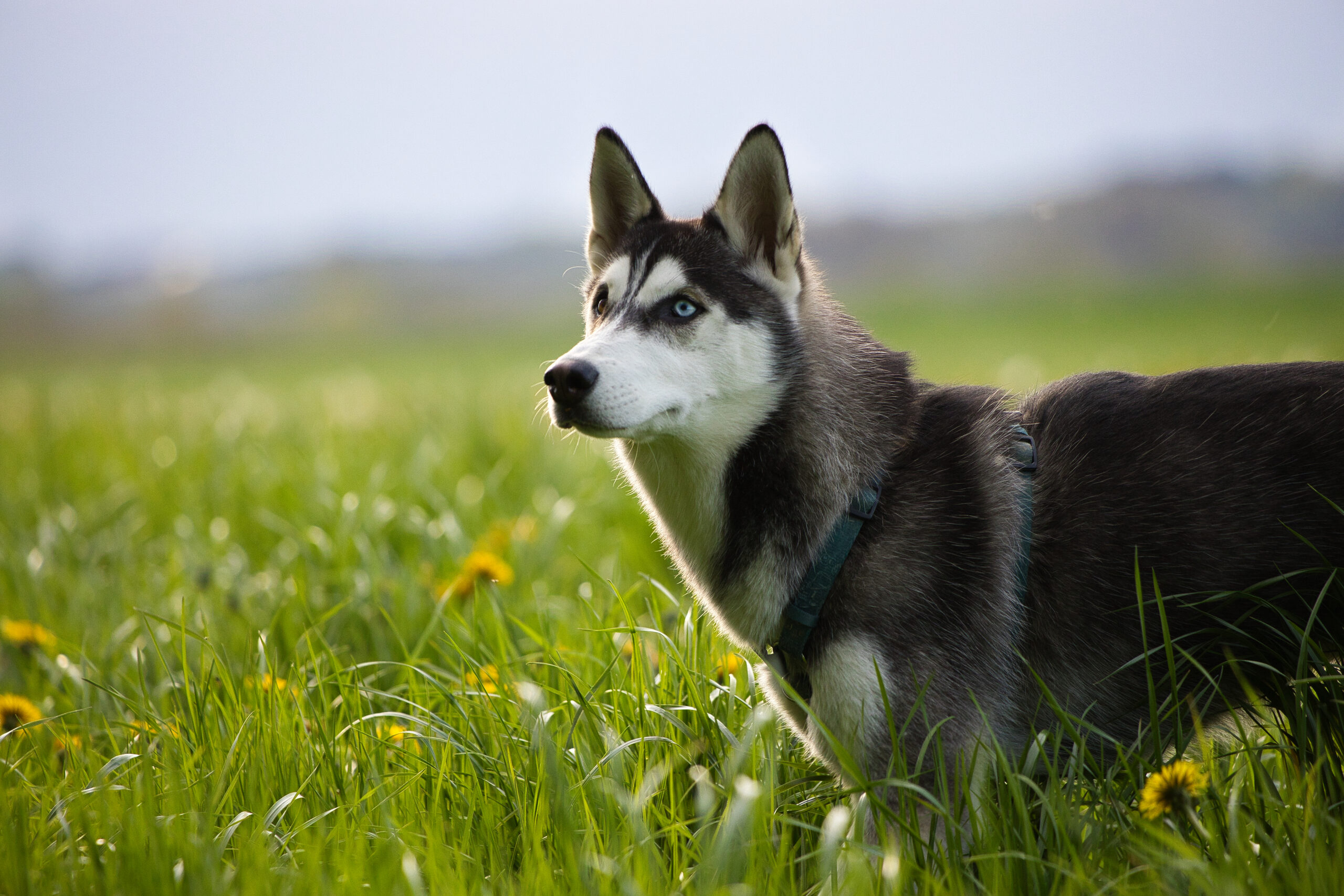 Husky Siberiano una mascota sociable