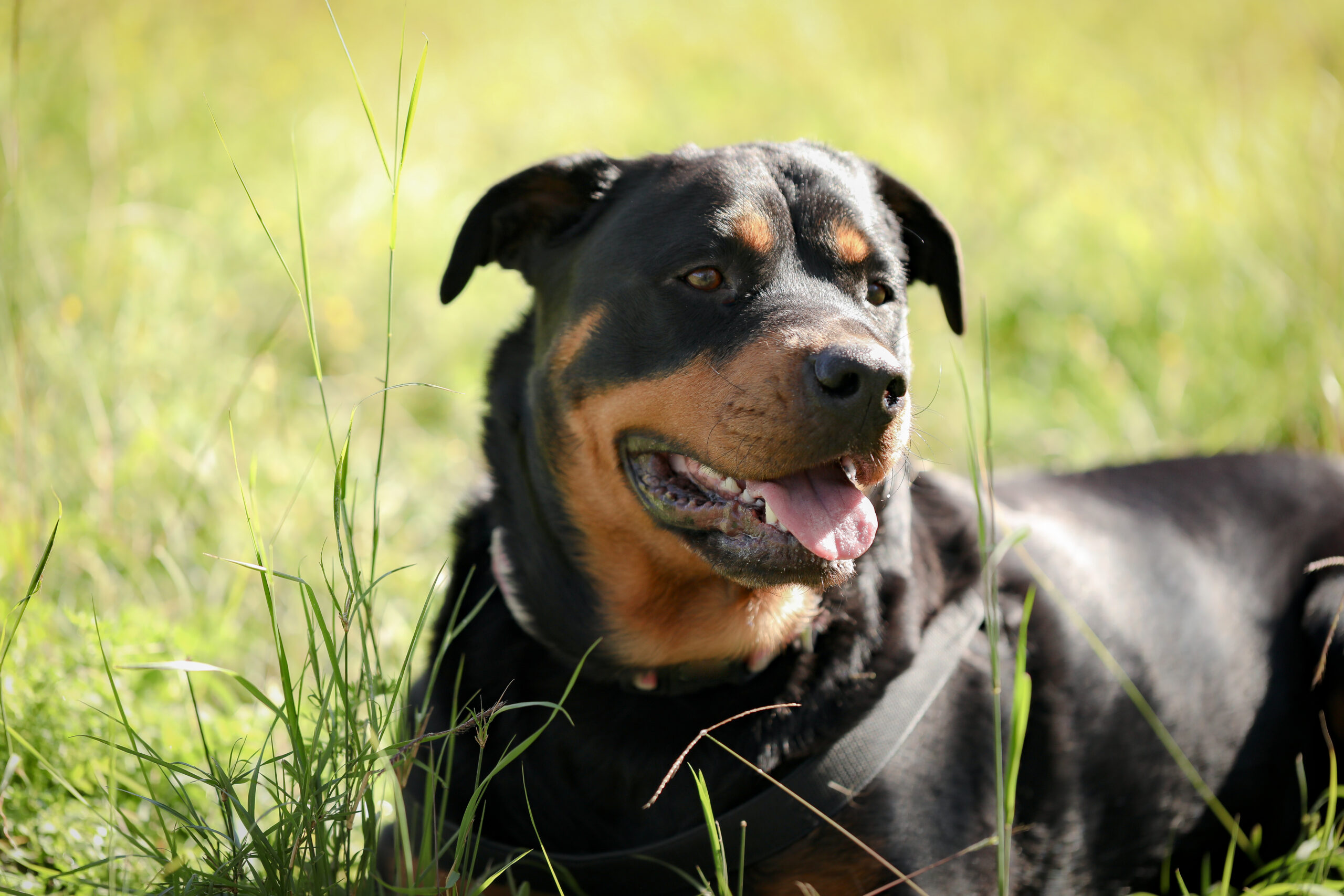 Rottweiler