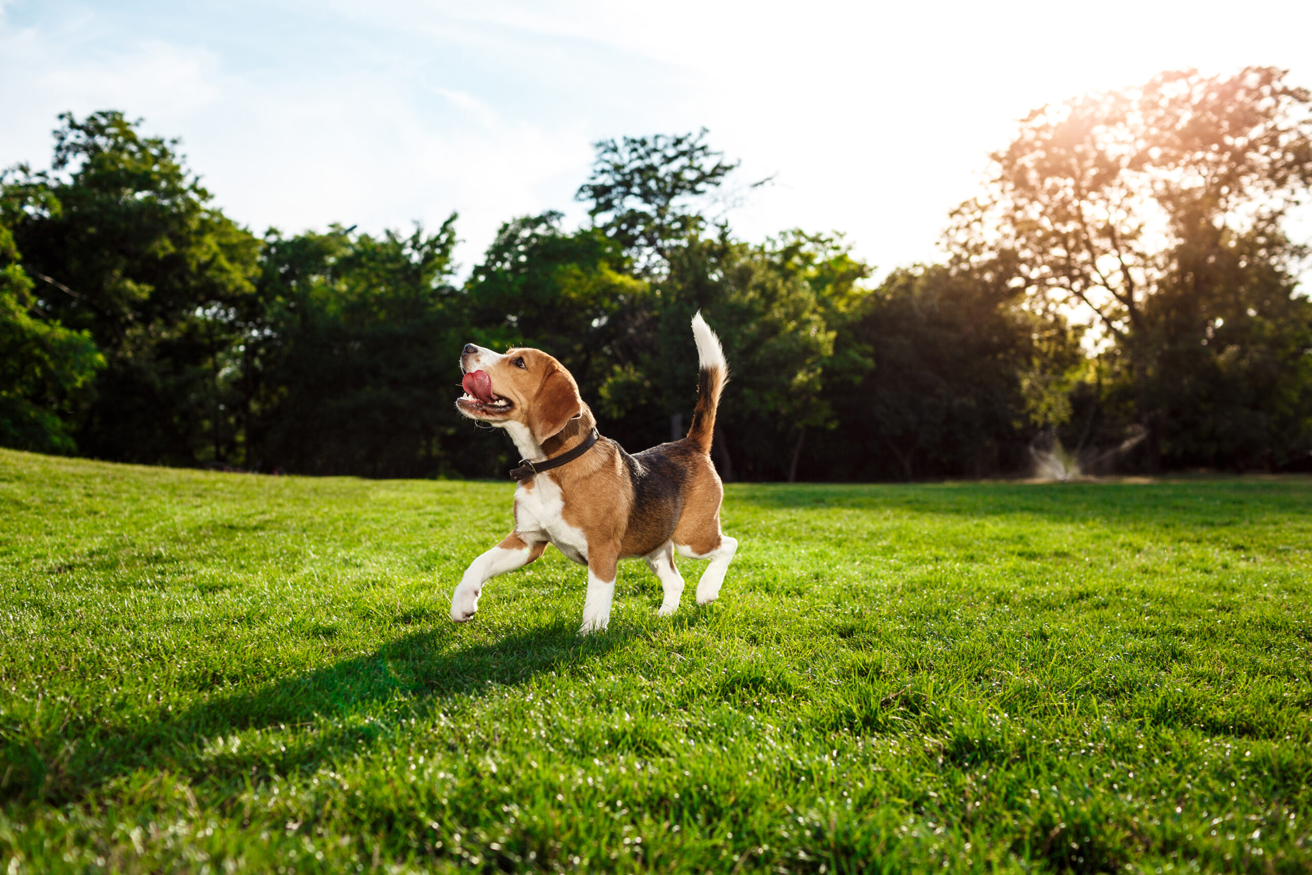 Beagle una mascota afectuosa