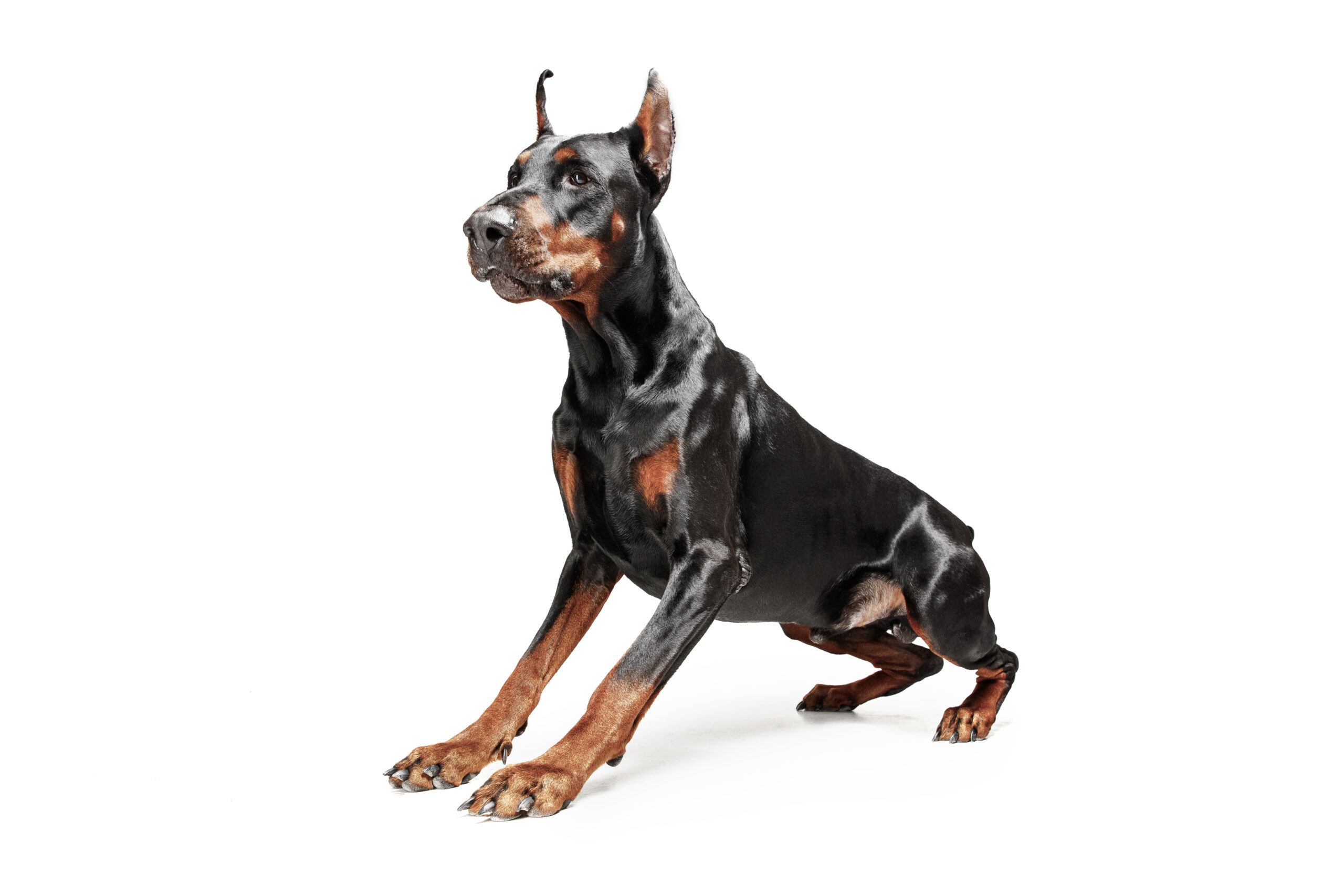 Doberman Pinscher un perro inteligente