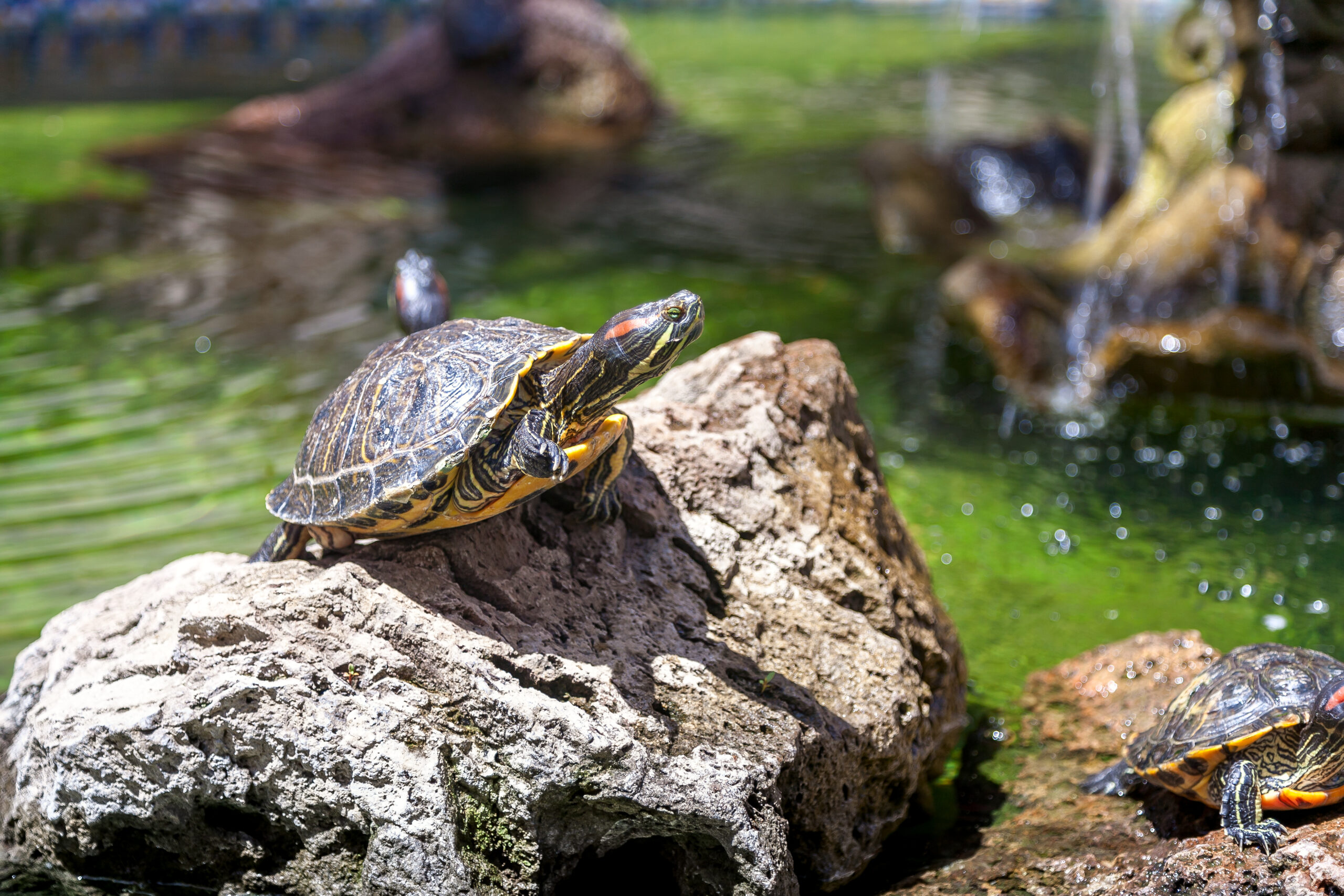 Testudines reptiles con caparazón