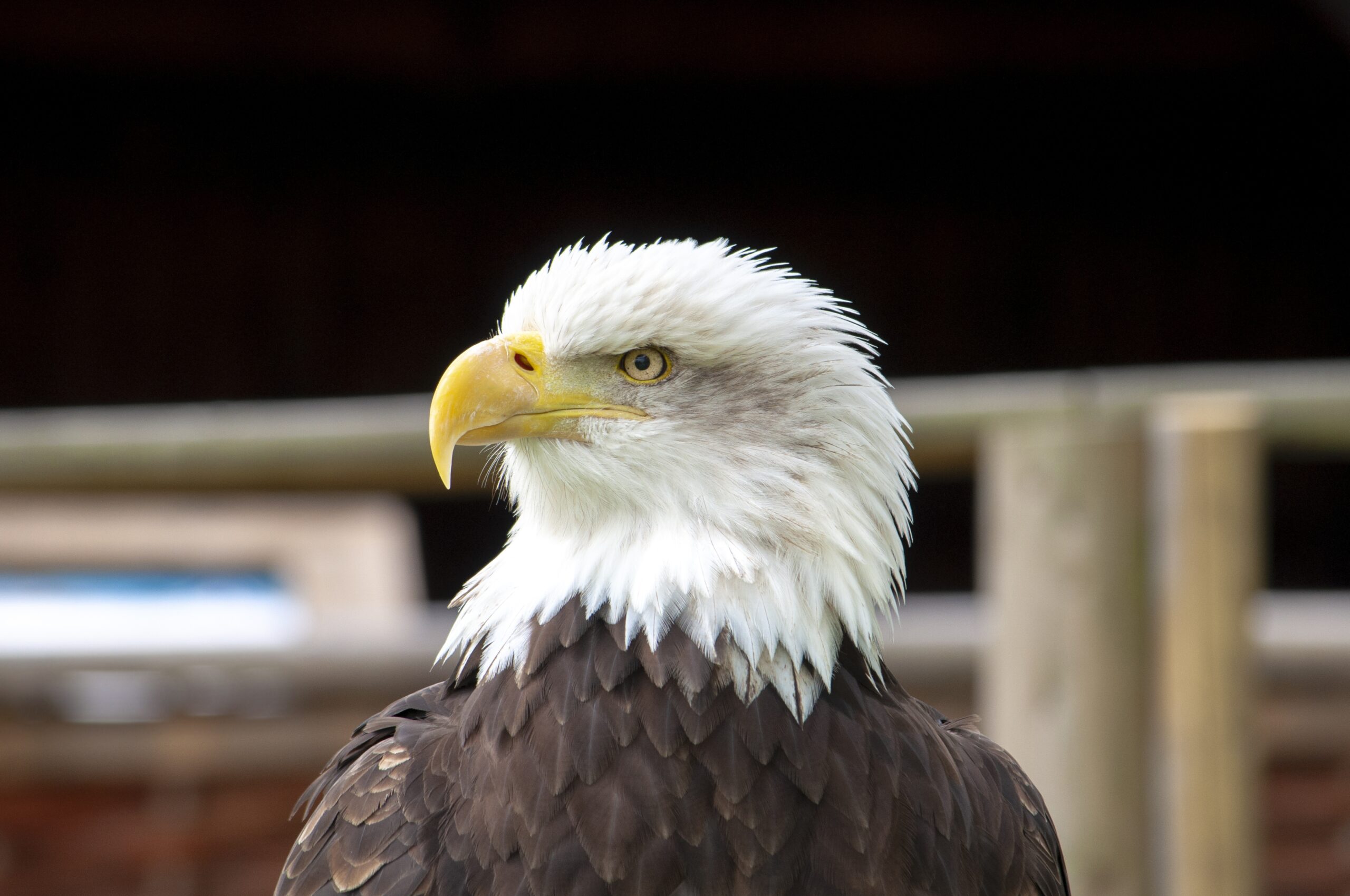 Águila calva una ave  emblemática